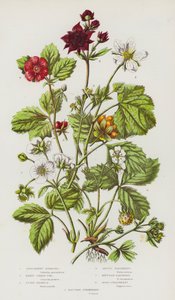 Rośliny kwitnące Wielkiej Brytanii: Procumbent Sibbaldia, Marsh Cinque Foil, Stone Bramble, Arctic Raspberry, Mountain Raspberry, Wood Strawberry, Hautboy Strawberry (color litho) autorstwa English School