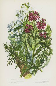 Rośliny kwitnące z Wielkiej Brytanii: Purple Sea Rocket, Sea Kale, Wart Cress lub Swies Cress, Lesser Wart Cress (kolor lito) autorstwa English School