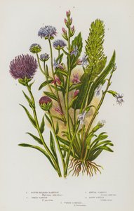 Rośliny kwitnące Wielkiej Brytanii: Rampion okrągłogłowy, Rampion kolczasty, Świerzbnica roczna, Lobelia akrydowa, Lobelia wodna (kolor lito) autorstwa English School