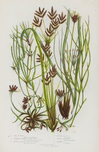 Kwitnące rośliny Wielkiej Brytanii: Sea Ruppia, Common Horned Pond Weed, Broad Leaved Grass Wrack, Dwarf Grass Wrack, Sweet Cyperus, Brown Cyperus, Black Bog Rush (kolorowa litografia) autorstwa English School