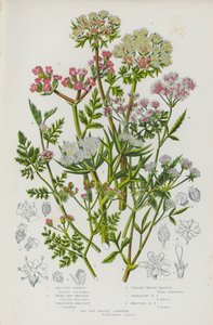 Rośliny kwitnące Wielkiej Brytanii: Sea Side Carrot, Small Bur Parsley, Great Bur Parsley, Upright Hedge Parsley, Spreading Hedge Parsley, Knotted Hedge Parsley, Sea Side Prickly Samphire (color litho) autorstwa English School