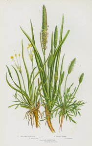 Kwitnące rośliny Wielkiej Brytanii: Sea Side Plantain, Bucks Thorn, Plantain Shoreweed (kolorowa litografia) autorstwa English School