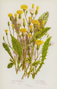 Rośliny kwitnące Wielkiej Brytanii: Smooth Hawk Beard, Rough Hawk Beard, Small Flowered Hawk Beard, Succory Leaved Hawk Beard, Marsh Hawk Beard (kolorowa litografia) autorstwa English School