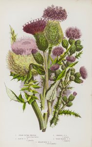 Rośliny kwitnące Wielkiej Brytanii: Spear Plume Thistle, Marsh Plume Thistle, Creeping Plume Thistle, Woolly Headed Plume Thistle, Melancholy Plume Thistle (kolorowa litografia) autorstwa English School