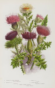 Blühende Pflanzen Großbritanniens: Knollige Kratzdistel, Wiesen-Kratzdistel, Zwerg-Kratzdistel, Eselsdistel, Golddistel