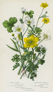 Flowering Plants of Great Britain: Water Crowfoot, Ivy-Leaved Crowfoot, Alpine White Crowfoot, Great Spearwort, Lesser Spearwort (kolorowa litografia) autorstwa English School