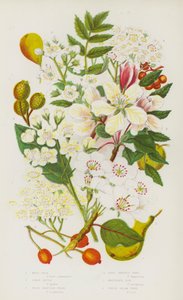 Kwitnące rośliny Wielkiej Brytanii: Wild Pear, Crab Apple, Wild Service Tree, True Service Tree, Mountain Ash, White Beam Tree (kolorowa litografia) autorstwa English School