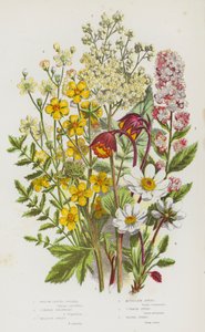 Rośliny kwitnące Wielkiej Brytanii: Spiraea wierzbowa, Kroplówka zwyczajna, Słodka łąka, Kurczak górski, Kurka pospolita, Kurka wodna (kolor lito) autorstwa English School