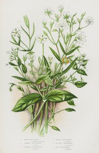 Kwitnące rośliny Wielkiej Brytanii: Wood Stitchwort, Common Chickweed, Greater Stitchwort, Marsh Stitchwort, Lesser Stitchwort, Bog Stitchwort (kolorowa litografia) autorstwa English School