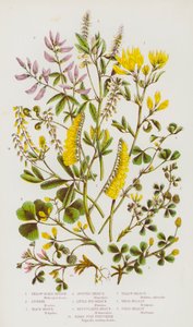 Flowering Plants of Great Britain: Yellow Sickle Medick, Lucerne, Black Medick, Spotted Medick, Little Bur Medick, Reticulated Medick, Birds Foot Fenugreek, Yellow Melilot, White Melilot, Field Melilot (color litho) autorstwa English School