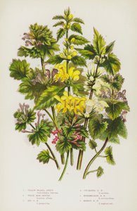 Flowering Plants of Great Britain: Yellow Weasel Snout, White Dead Nettle, Red Dead Nettle, Cut Leaved Dead Nettle, Intermediate Dead Nettle, Henbit Dead Nettle (kolorowa litografia) autorstwa English School