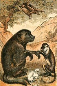 Latający lemur, pawian, diana małpa i marmozeta autorstwa English School