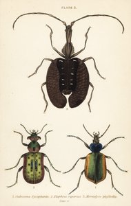 Łowca gąsienic leśnych, Calosoma sycophanta 1, chrząszcz biegaczowaty, Elaphrus riparius 2 i chrząszcz skrzypcowy, Mormolyce phyllodes 3 autorstwa English School