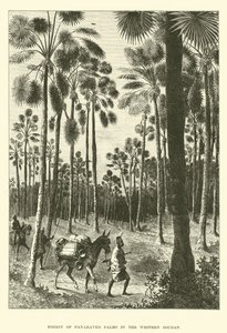 Las palm wachlarzowatych w zachodnim Sudanie autorstwa English School