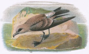 Widelec ogoniasty Petrel autorstwa English School