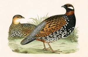 Francolin, ilustracja z „Historii ptaków Europy nieobserwowanej na wyspach brytyjskich” Charlesa Roberta Bree (1811-86), opublikowana w 1867 r.