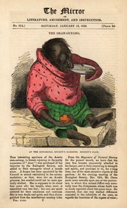Strona tytułowa The Mirror z 13 stycznia 1838 z okazji przybycia orangutana do ogrodów Towarzystwa Zoologicznego w Regent
