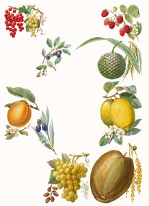 Fruitspoli autorstwa English School