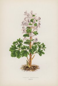 Fumaria Densiflora (kolor lito) autorstwa English School