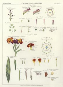 Fumitory i Wallflower autorstwa English School
