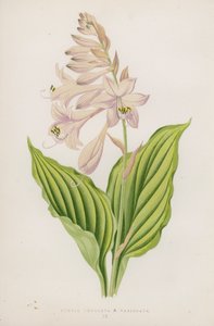 Funkia Undulata; B Variegata (litografia kolorowa) autorstwa English School