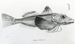Galapagos Gurnard, płyta 6 z „Zoologii podróży H.M.S Beagle, 1832-36” Karola Darwina autorstwa English School