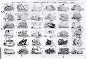 Układanka Genera of Shells, wyd. W. Edwards autorstwa English School