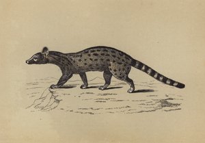 Genet (kolorowa litografia) autorstwa English School