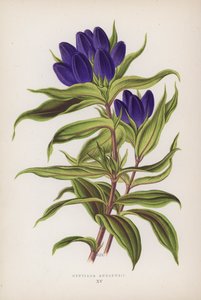 Gentiana Andrewsii (kolorowa litografia) autorstwa English School