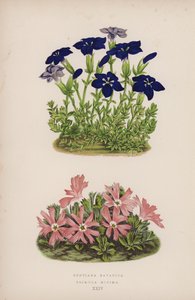 Gentiana Bavarica; Primula Minima (kolor lito) autorstwa English School