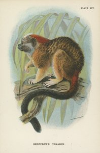 Geoffroys Tamarin autorstwa English School