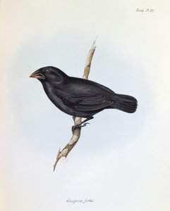 Geospiza Fortis, ilustracja z The Zoology of the Voyage of H.M.S. Beagle, 1832-36, Charles Darwin (1809-92), 1840 autorstwa English School