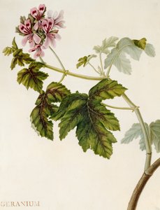 Geranium (wc na welinie) autorstwa English School
