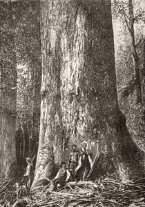 Giant Gum Tree, ok. 1880, z „Australian Pictures” Howarda Willoughby, opublikowane przez religijne Towarzystwo Traktowe, Londyn, 1886 autorstwa English School