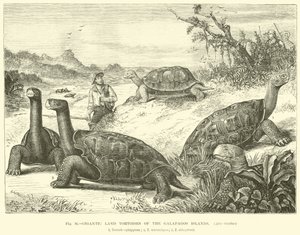 Gigantyczne lądowe żółwie z Wysp Galapagos autorstwa English School