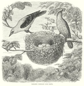 Złote Wilgi (grawerunek) autorstwa English School