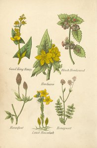 Good King Henry, Henbane, Black Horehound, Haresfoot, Least Houseleek, Honeywort (kolorowa litografia) autorstwa English School