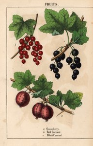 Owoce agrestu, czerwonej porzeczki i czarnej porzeczki   , z „Pouczającej książki z obrazkami, czyli lekcji ze świata warzyw”, [Charlotte Mary Yonge], Edynburg autorstwa English School