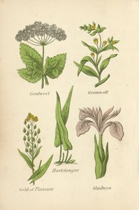 Goutwort, Gromwell, Hartstongue, Gold of Pleasure, Gladwyn autorstwa English School