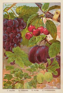 Winogrona; Wiśnie; Śliwki; Agrest (kolor lito) autorstwa English School