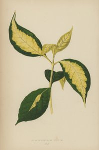 Graptophyllum Pictum autorstwa English School