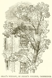 Okno szarości, St Peters College, Cambridge autorstwa English School