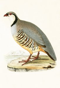 Grecka kuropatwa, ilustracja z „Historii ptaków Europy nieobserwowanej na wyspach brytyjskich” Charlesa Roberta Bree (1811-1886), opublikowana w 1867 r. autorstwa English School
