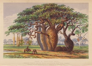 Grupa drzew Couty Stem Trees, Australia (kolorowa litografia) autorstwa English School