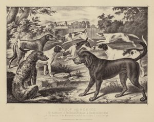 Grupa psów gończych (kolor lito) autorstwa English School