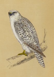 Gyr-Falcon (kolor lito) autorstwa English School
