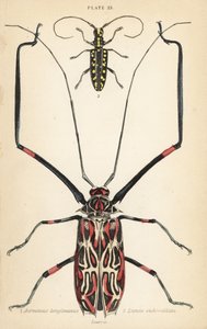 Chrząszcz arlekin , Acrocinus longimanus 1 i chrząszcz kózkowaty , Taeniotes subocellatus autorstwa English School