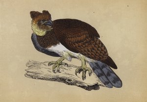 Harpia Eagle (kolor lito) autorstwa English School