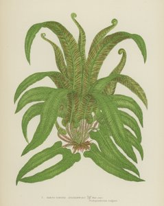 Harts-Tongue Spleenwort (kolorowa litografia) autorstwa English School