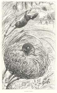 Mysz żniwna (grawerunek) autorstwa English School